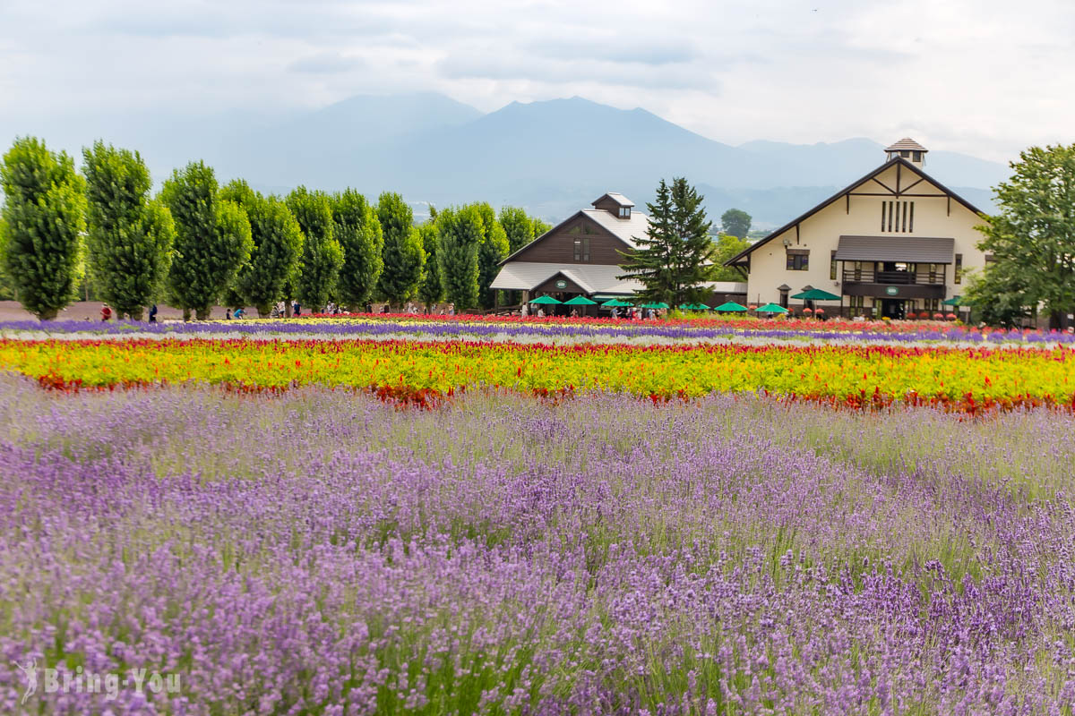 【北海道夏天必去景点】富田农场：富良野最浪漫的薰衣草花田