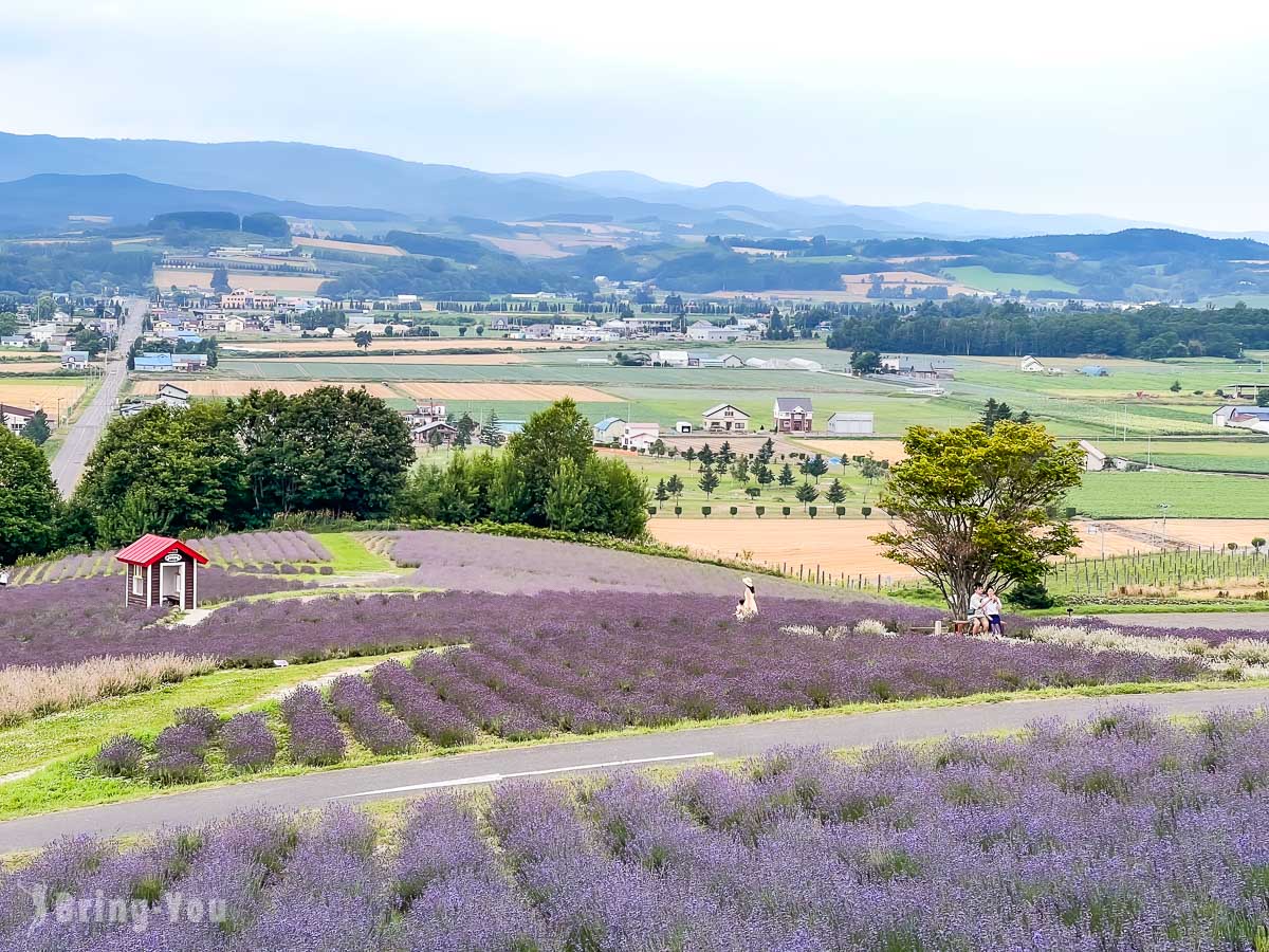 【富良野最壮观薰衣草花田】日之出薰衣草园：日本薰衣草发源地，紫色山丘太梦幻！