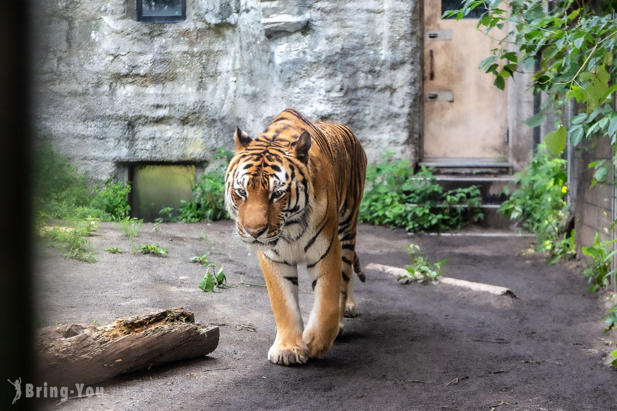 旭山動物園