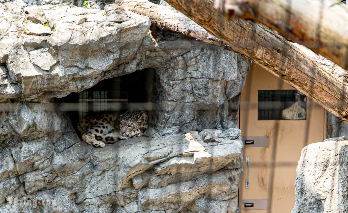 旭山動物園