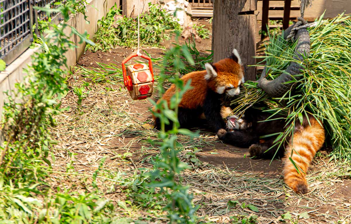 旭山動物園