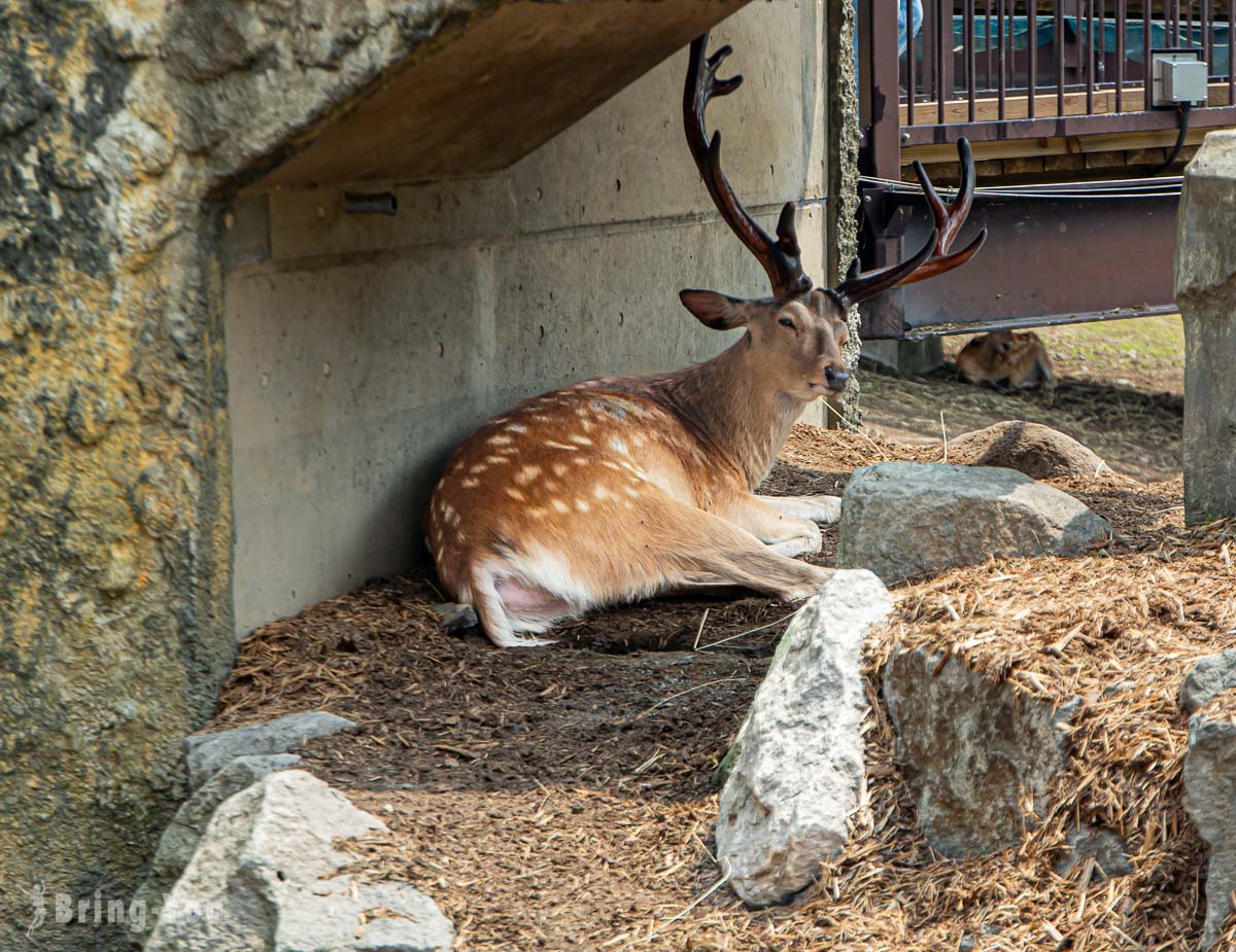 旭山動物園