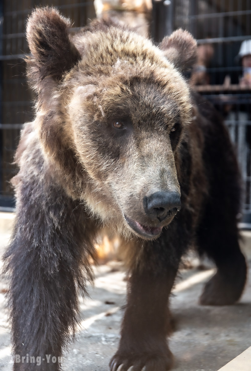 旭山動物園