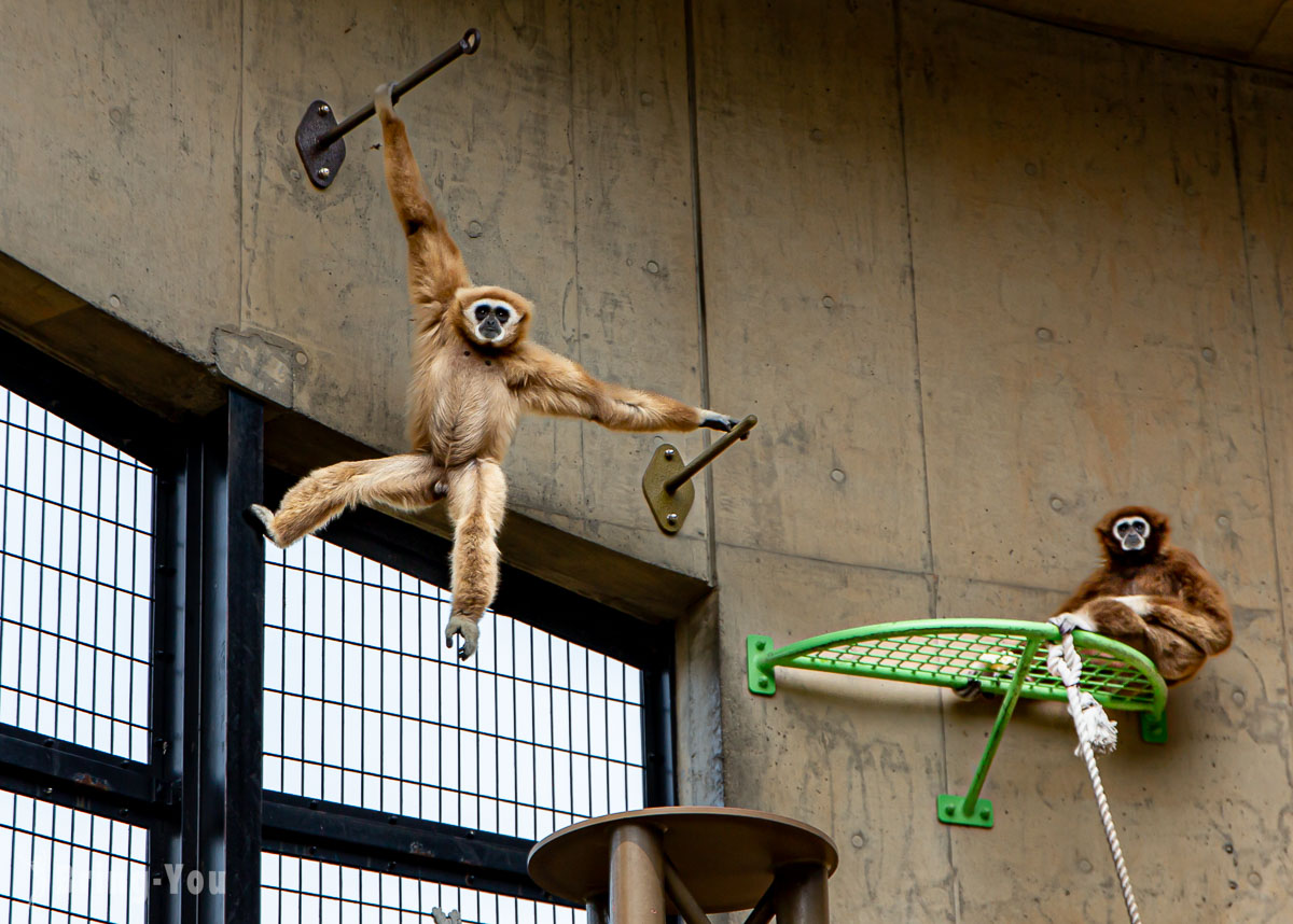 旭山動物園