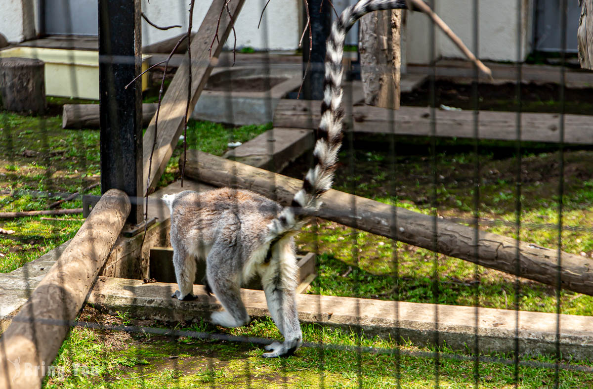 旭山動物園