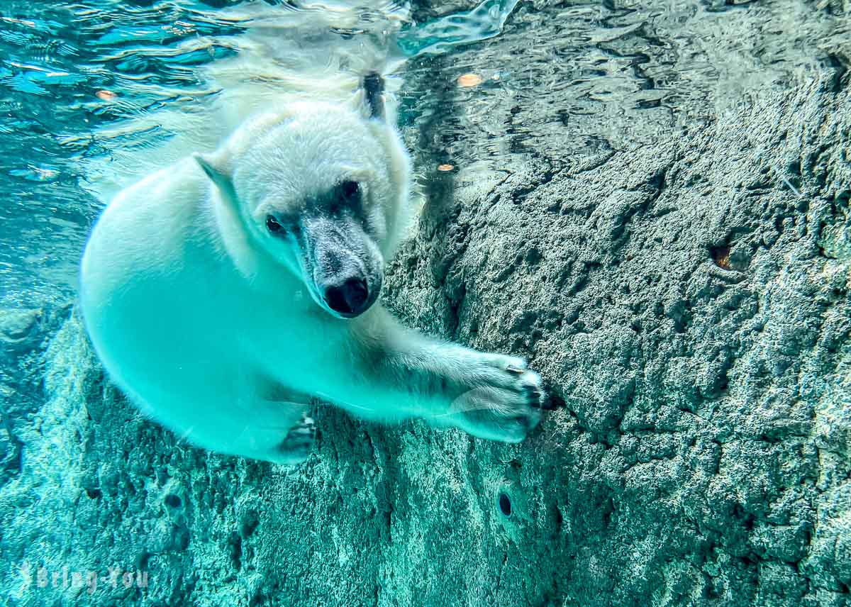 【北海道親子景點】旭山動物園全攻略：除了企鵝散步，北極熊、餵食秀都是必看（含交通、門票資訊）