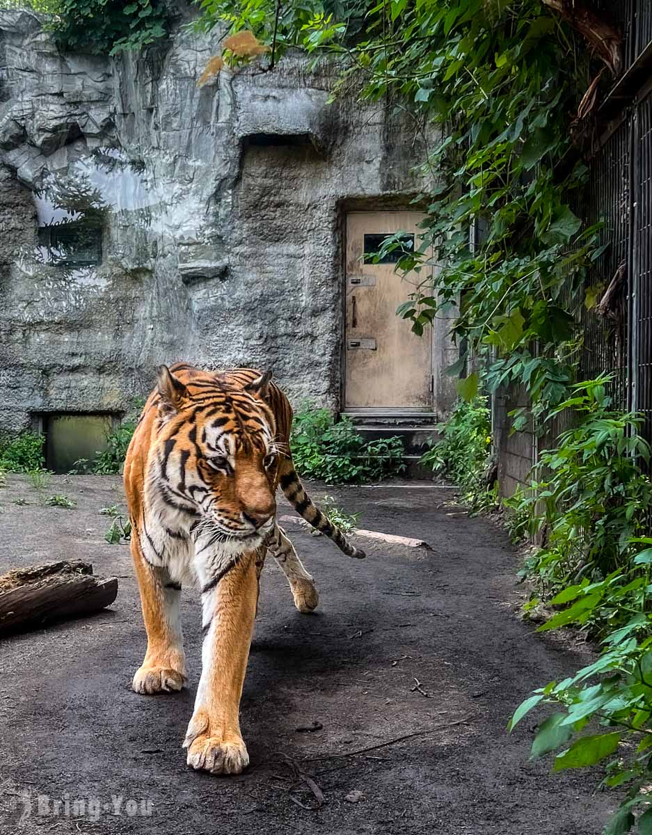 旭山動物園