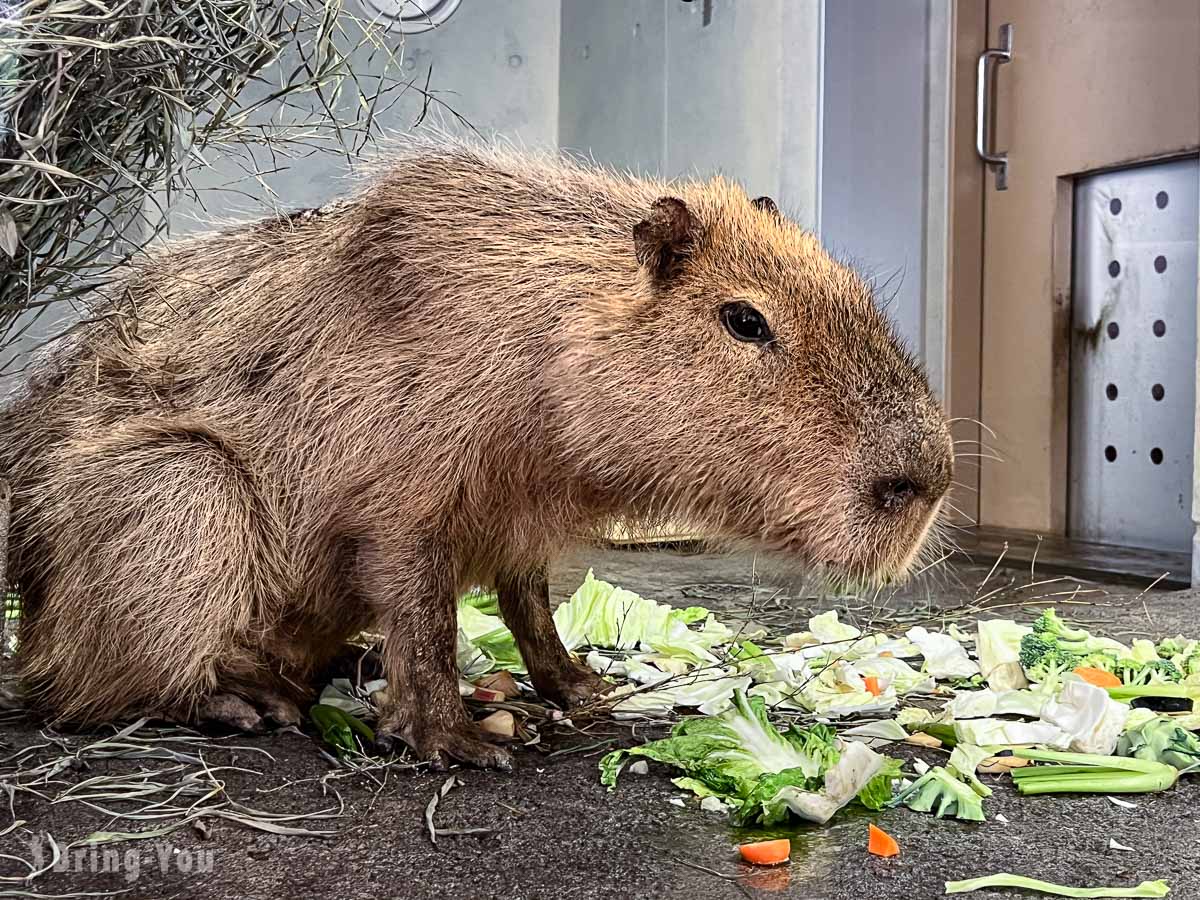 旭山動物園