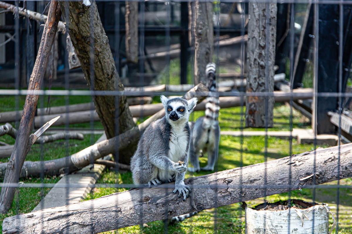 旭山動物園