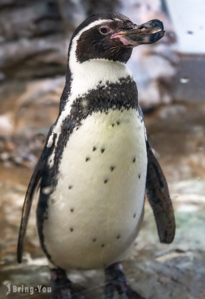 旭山動物園