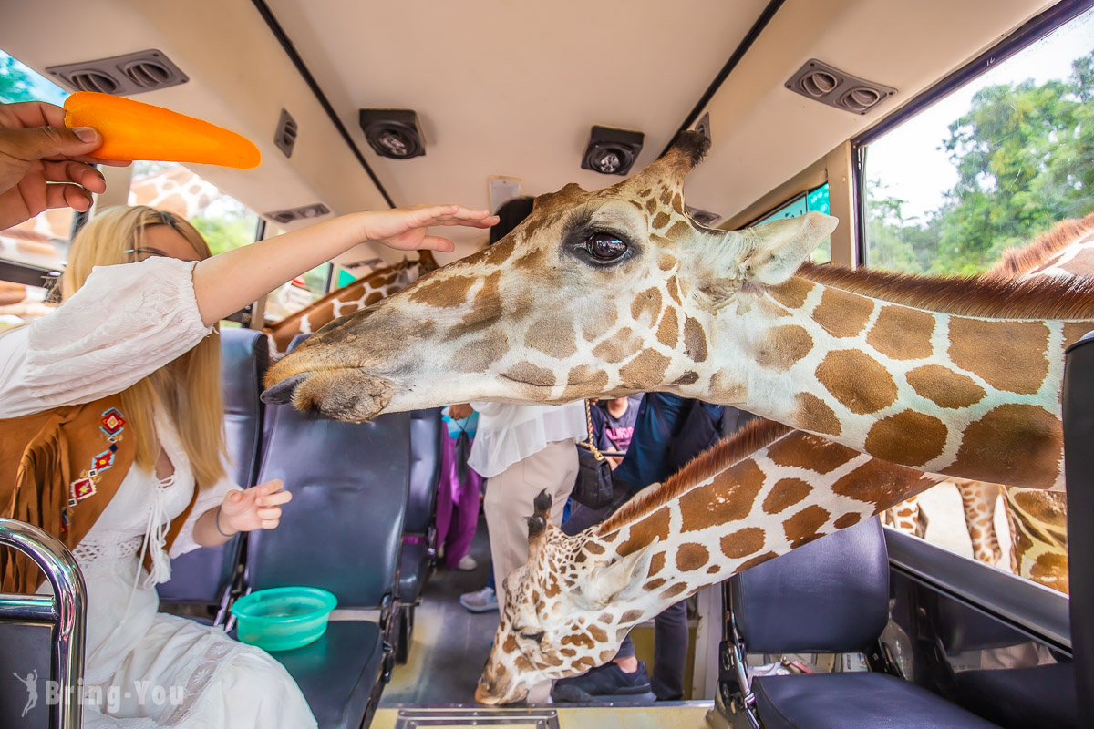 北碧府野生動物園長頸鹿