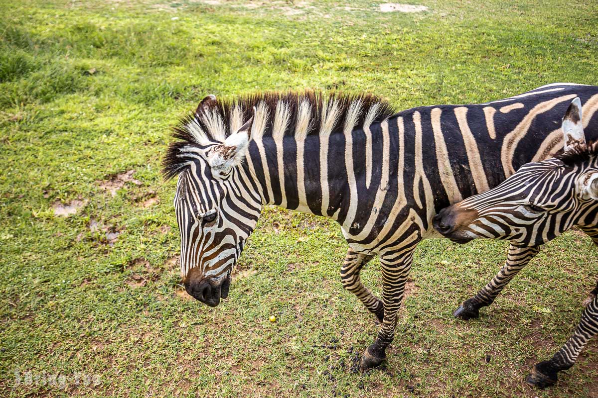 北碧府野生動物園斑馬