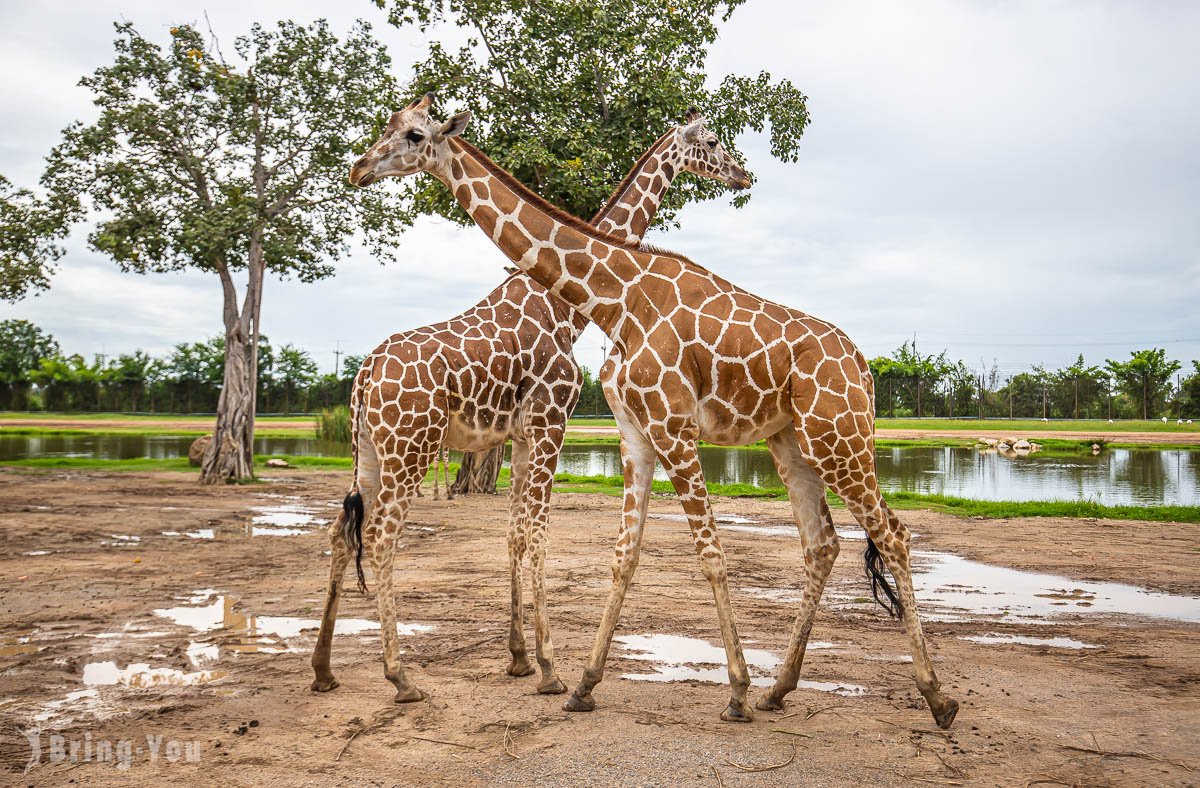 北碧府野生動物園吉普車長頸鹿合照