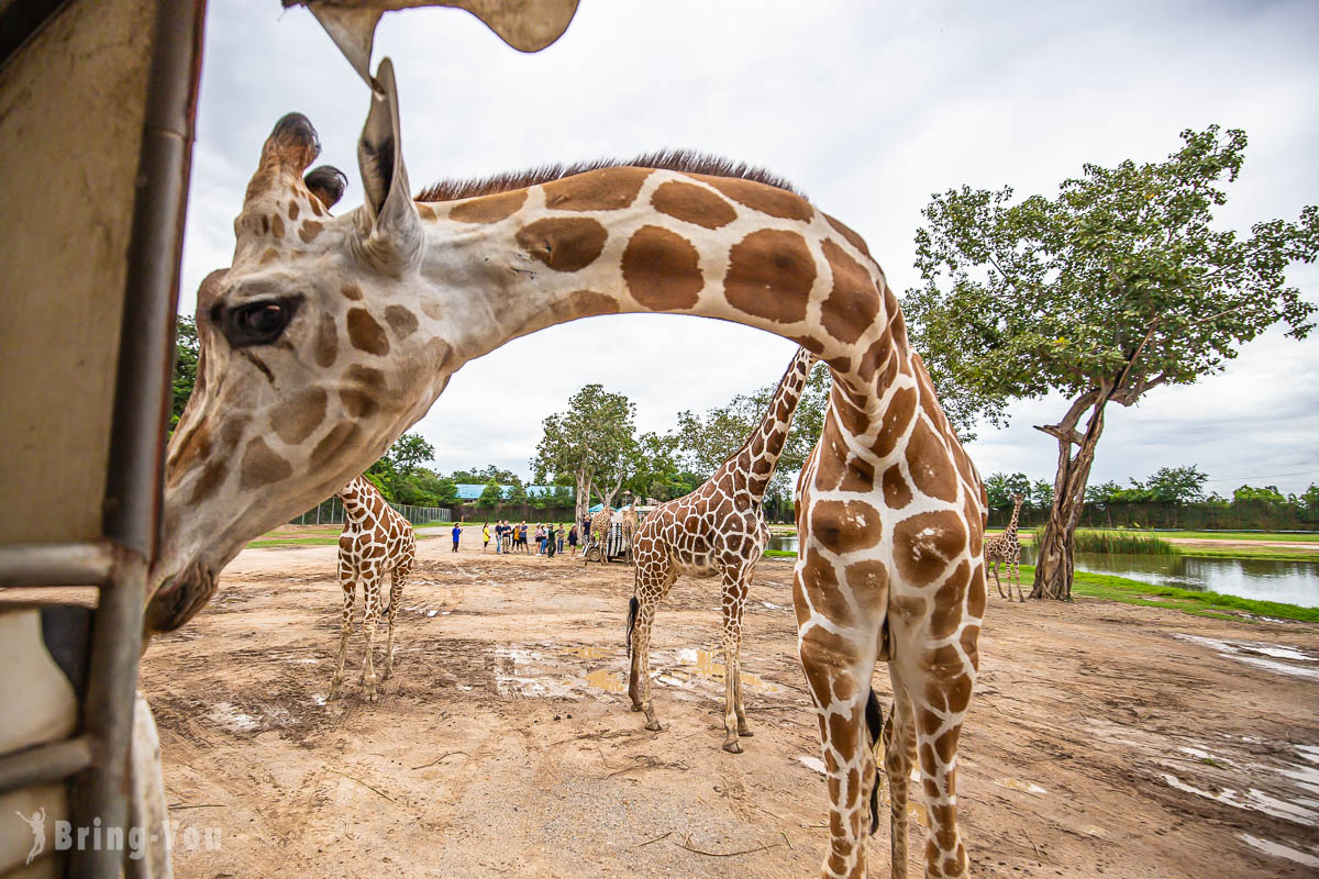 北碧府野生動物園吉普車長頸鹿合照