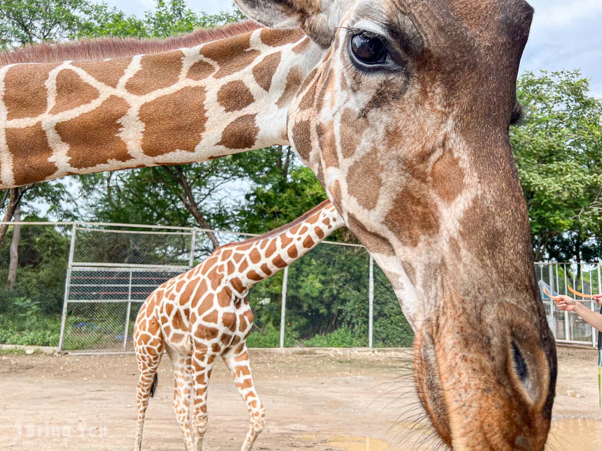 北碧府野生動物園吉普車長頸鹿合照