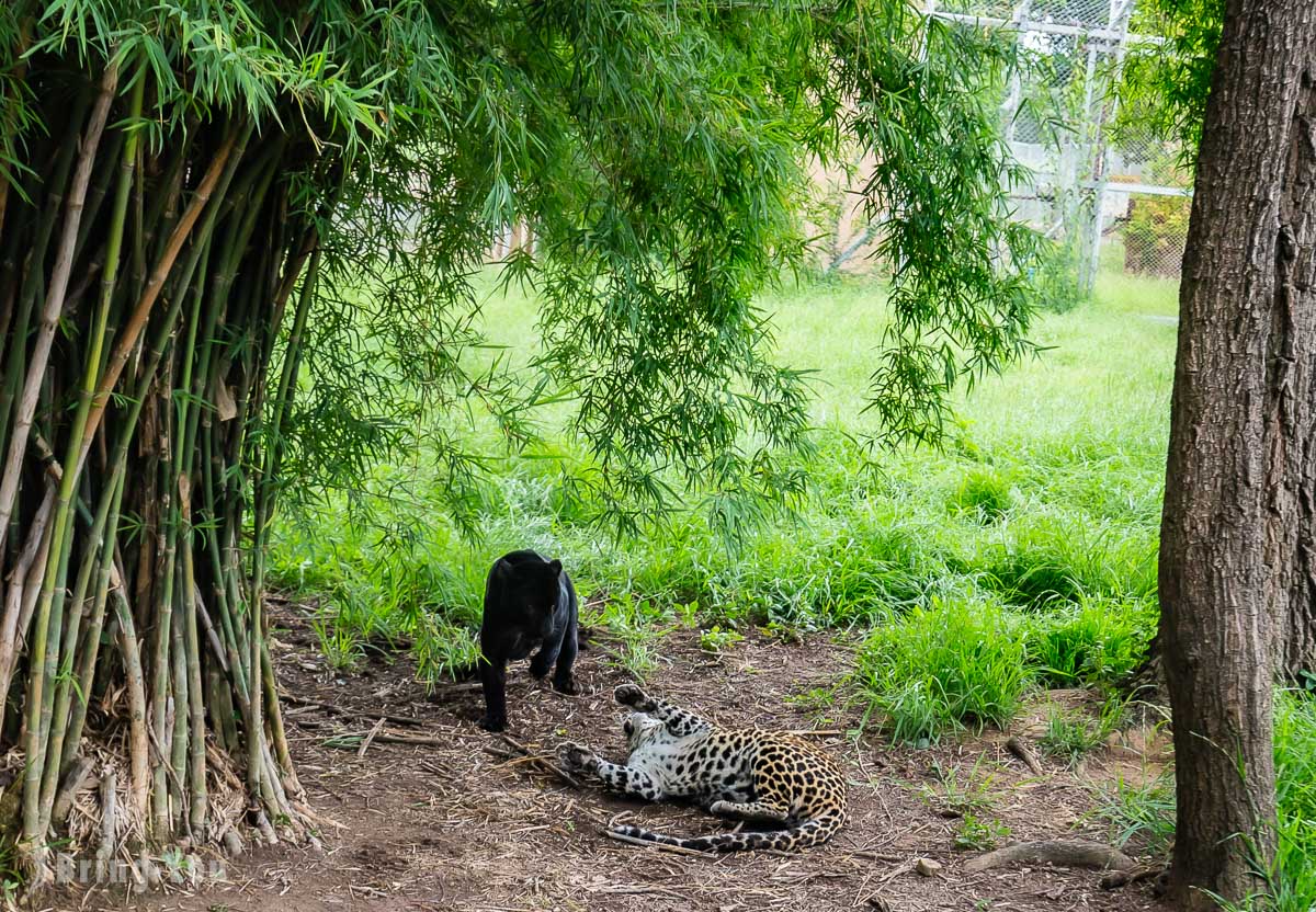 北碧府野生動物園