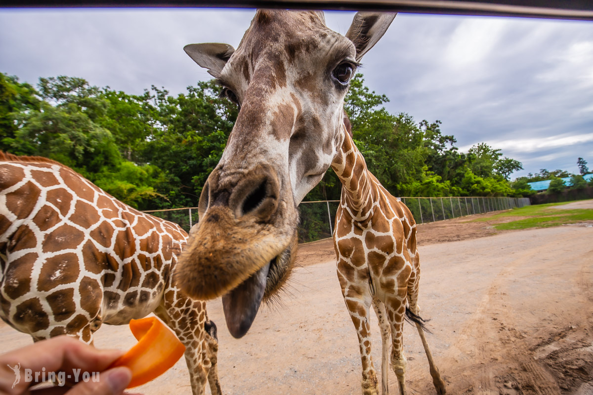 北碧府野生動物園長頸鹿