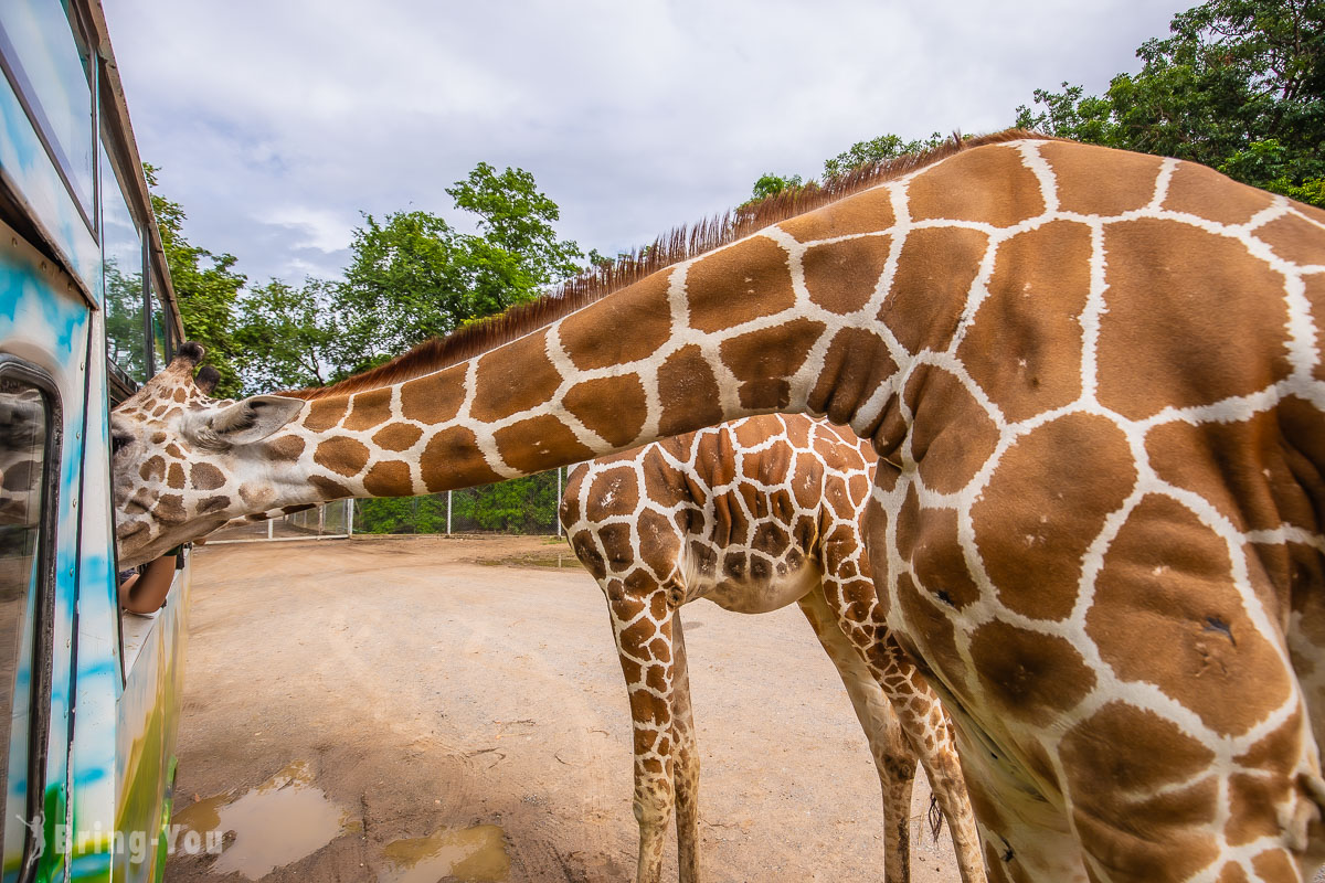 北碧府野生動物園長頸鹿