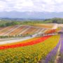 Hokkaido Biei’s Must-Visit Attraction: Shikisai no Oka – A Patchwork Flower Field of Dreamlike Colors