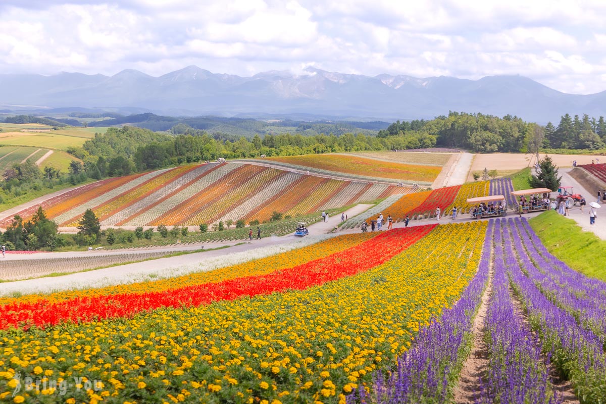 【北海道美瑛必去景點】四季彩之丘：拼布花田就在這，五彩繽紛的的花毯好夢幻