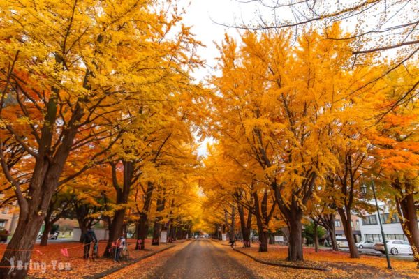 【札幌】北海道大學景點攻略：秋天必拍銀杏、楓葉大道美景、食堂現況、交通方式