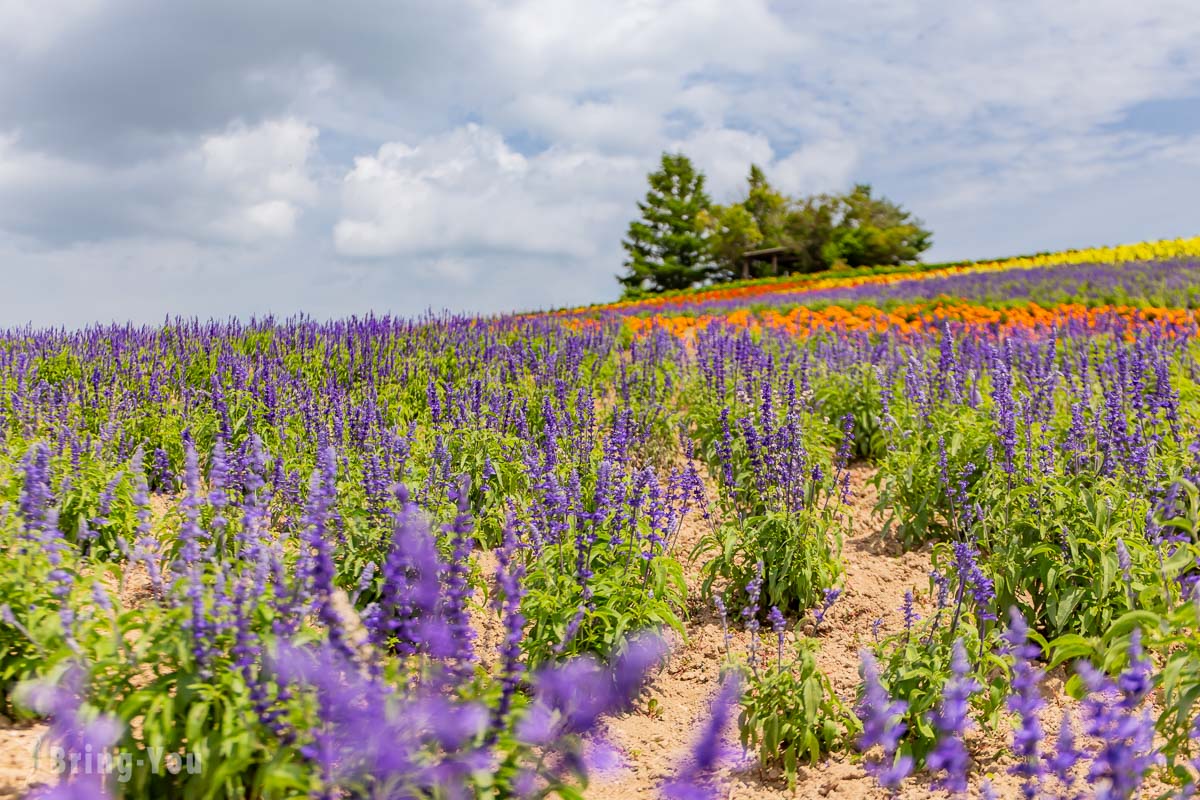 【美瑛免費景點】菅野農場：彩虹花海、薰衣草花田都有，而且人比較少！