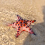 【富國島必去沙灘】海星沙灘：紅色海星原始海灘太特別！
