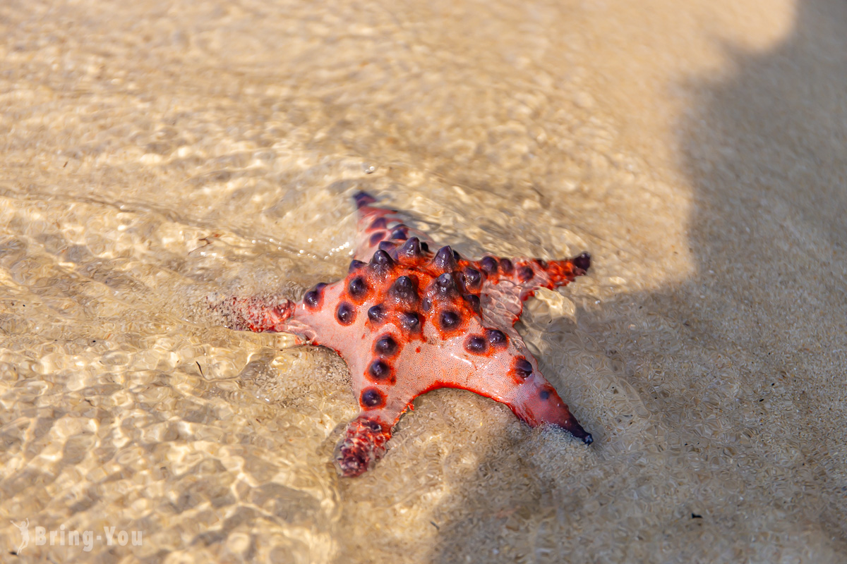 【富國島必去沙灘】海星沙灘：紅色海星原始海灘太特別！