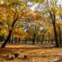 【札幌北海道神宮】參拜攻略、必吃茶屋福餅、圓山公園楓葉美景