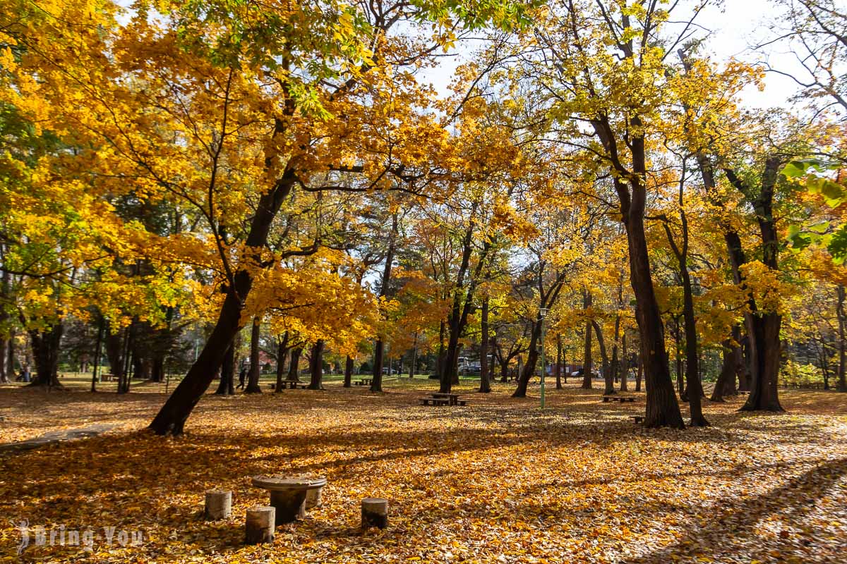 【札幌北海道神宮】參拜攻略、必吃茶屋福餅、圓山公園楓葉美景