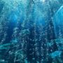 【福岡親子必遊景點】海洋世界海之中道：九州最大水族館全攻略