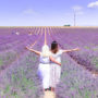 Valensole, Provence: Chasing Lavender Fields, Lac de Sainte-Croix, and Gorges du Verdon