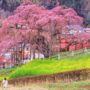 三春瀧櫻｜福島千年紅枝垂櫻・日本三大櫻之一的夢幻景色（交通、門票攻略）