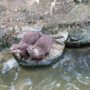 神戶動物王國｜門票、交通攻略｜與水豚零距離互動的神戶親子同樂首選