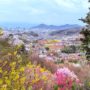 【福岛市赏樱必去景点】福岛花见山公园｜百花盛开的春日绝景