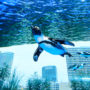 【东京池袋】阳光水族馆，走进梦幻水母隧道、与企鹅在空中邂逅